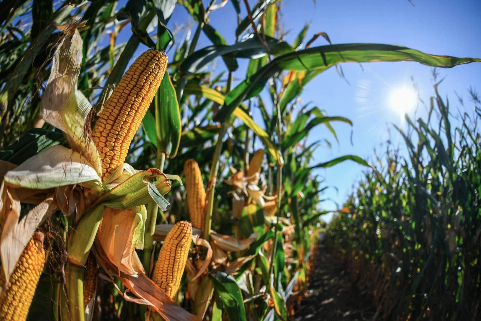 Kimagasló hibridek, hatékony technológia – bemutatta új megoldásait a Syngenta