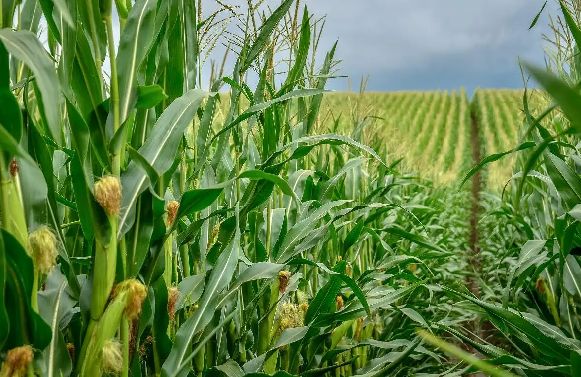 Új alapokra helyezi együttműködését Magyarország és a FAO