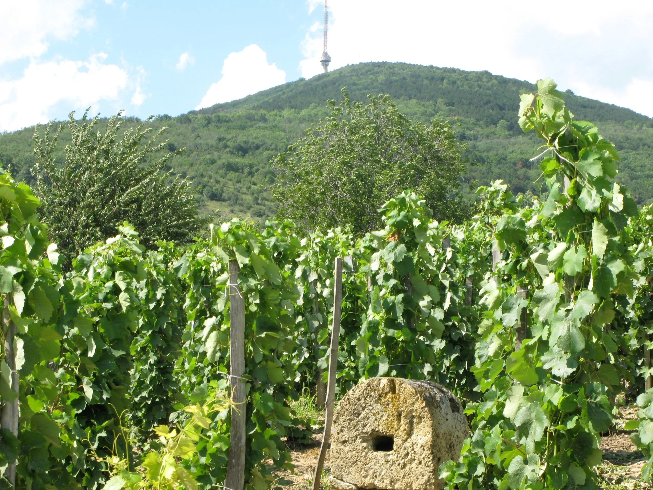 Tizennégy ország borászati szakembereinek tudományos találkozója  - Ismét Tokaj Wine Congress Tokaj-Hegyalján