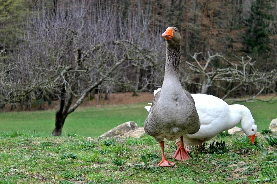 A hazai liba- és kacsatermékeket ajánlja Márton napra a terméktanács