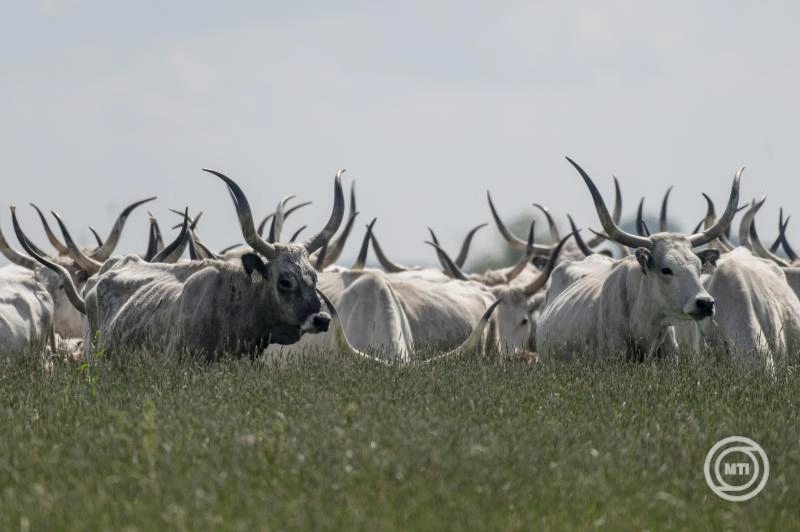 Megjelent az őshonos állatok tartását támogató pályázati felhívás