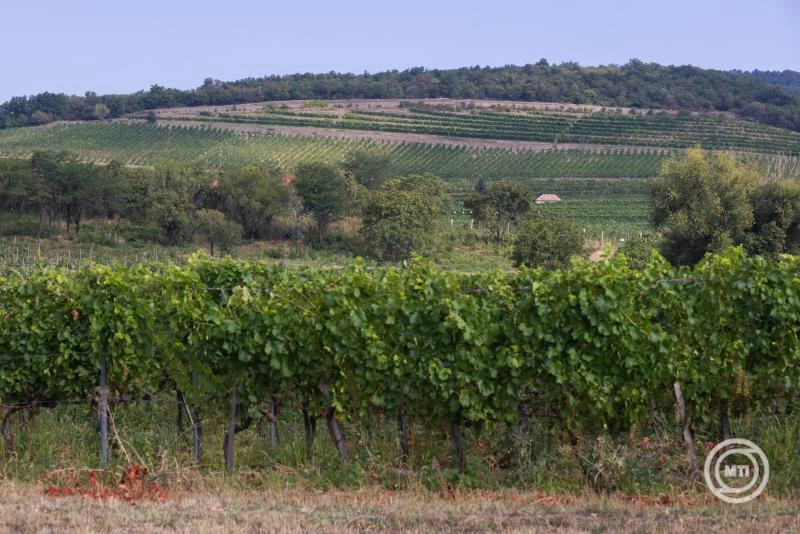 Tokaji és egri termelők nyerték a Magyar Bor Nagydíjat