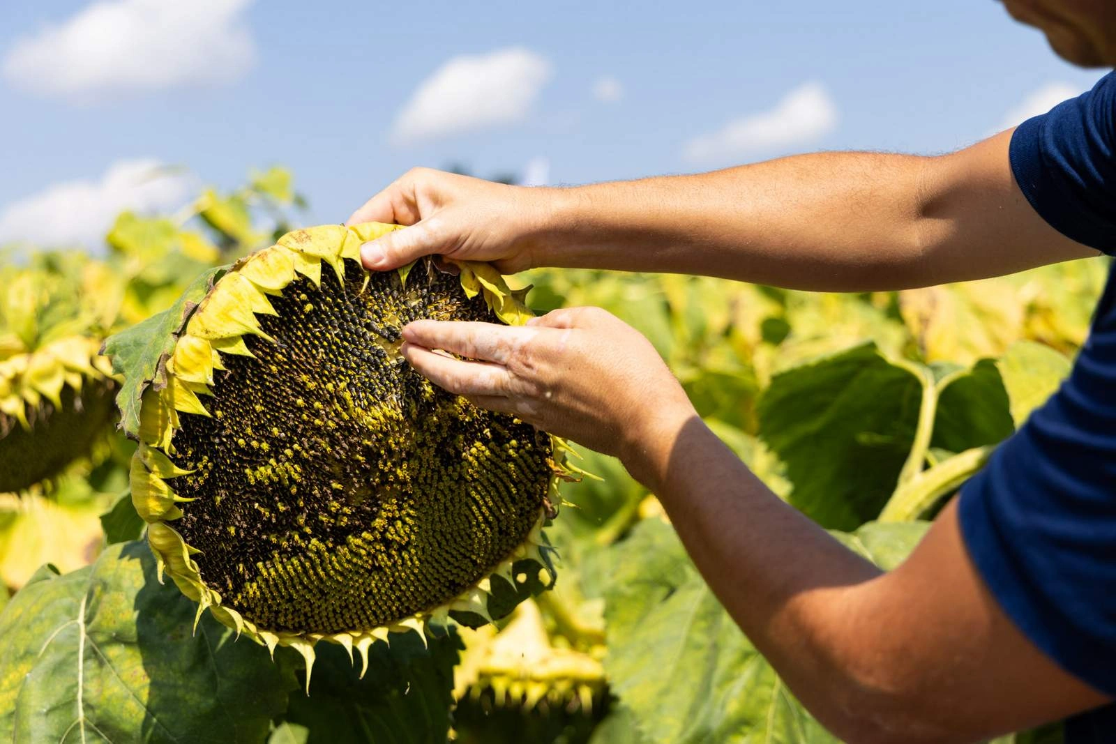 Aszály, gyenge termés, technológiai áttörések – így zárult a 2025-ös agrárszezon