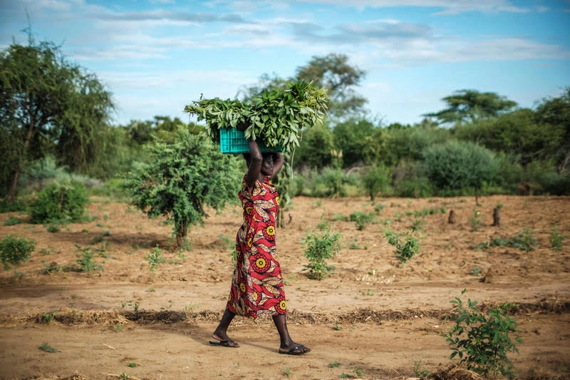 ENSZ: Egyre nagyobb kihívás a tartós éhezés felszámolása az éhezési válsággócokban