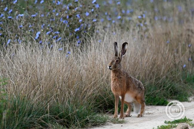 A mezeinyúl-állomány 80-90 százaléka elpusztulhat egy vírus miatt