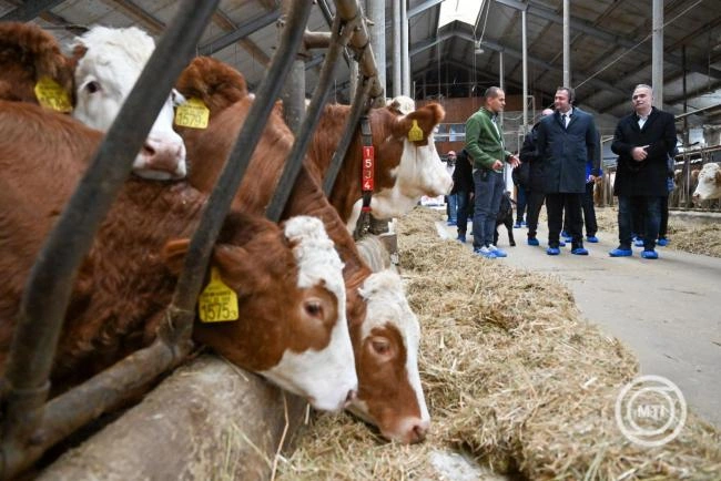 Újabb célzott támogatáshoz jutnak a szarvasmarhatartók