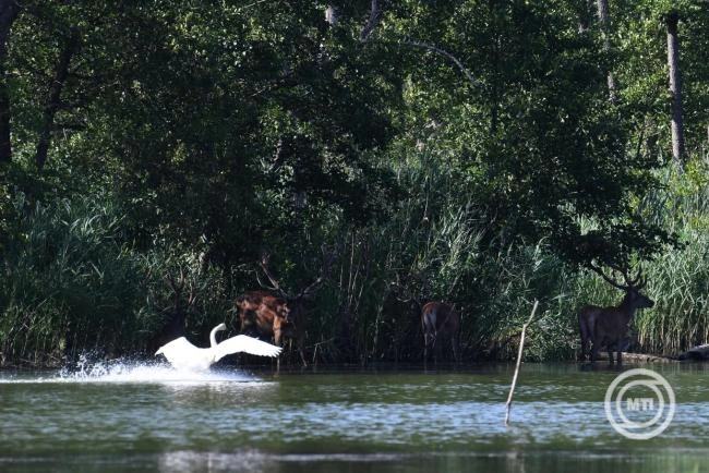 Vízpótlás zajlik a gemenci erdőben