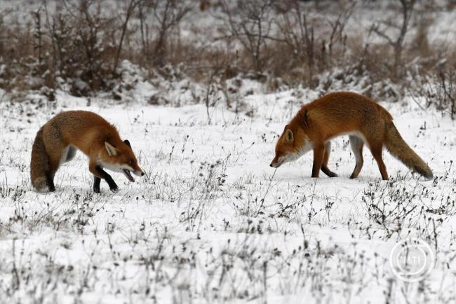 Mezőgazdasági szempontból kedvező a hideg idő