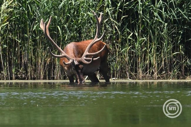 Hat őshonos állattartó telepet korszerűsít a Kiskunsági Nemzeti Park