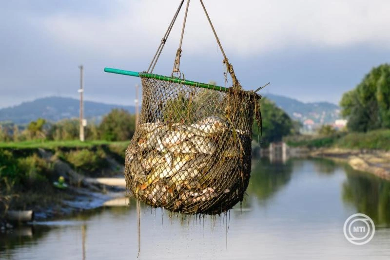 Biztonságos a Sajóból kifogott halak fogyasztása