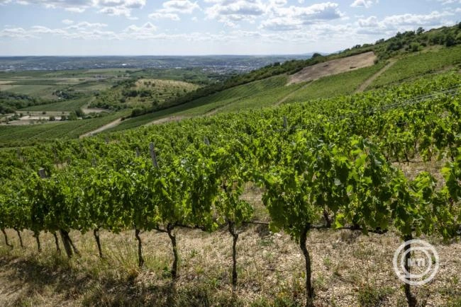 Az agrártárca támogatja a fagykárt szenvedett ültetvények cseréjét