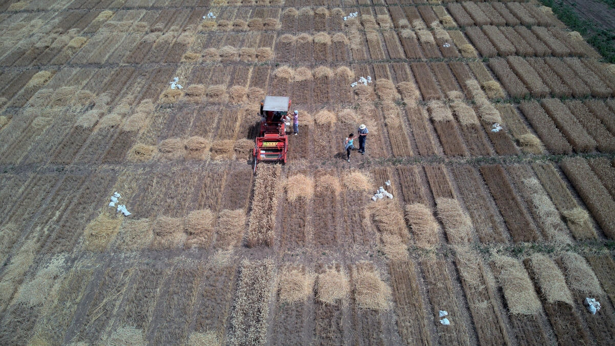 Öt hónap után februárban ismét emelkedett a FAO élelmiszerár-indexe 