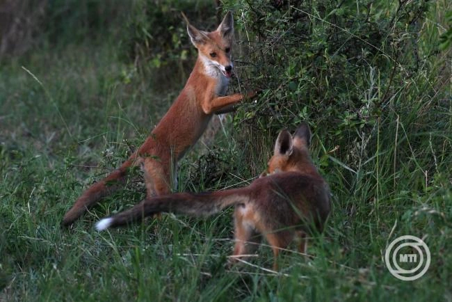 Hamarosan indul a tavaszi rókavakcinázás