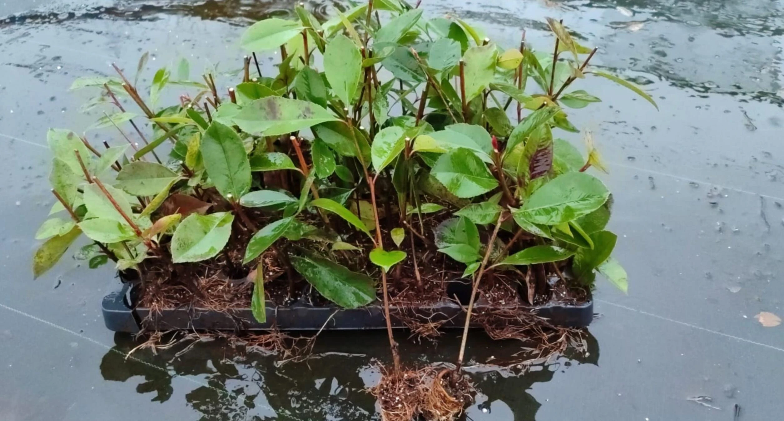 Hogyan váljunk a kertészkedés mesterévé?
