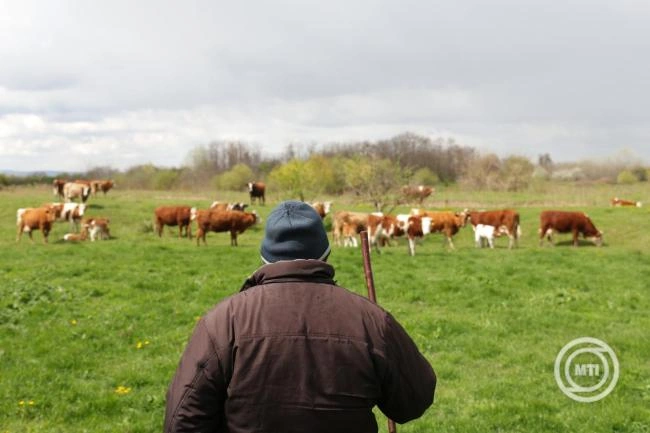 A kormány mintegy 7 milliárd forinttal segíti a tejtermelő gazdákat
