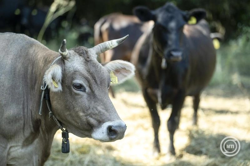 Magyar fejlesztés javíthatja az állatjólétet és a hatékonyságot a tejtermelő gazdaságokban