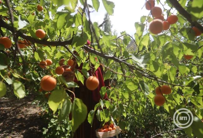 Sokfelé okoztak súlyos károkat a gyümölcsösökben a fagyok
