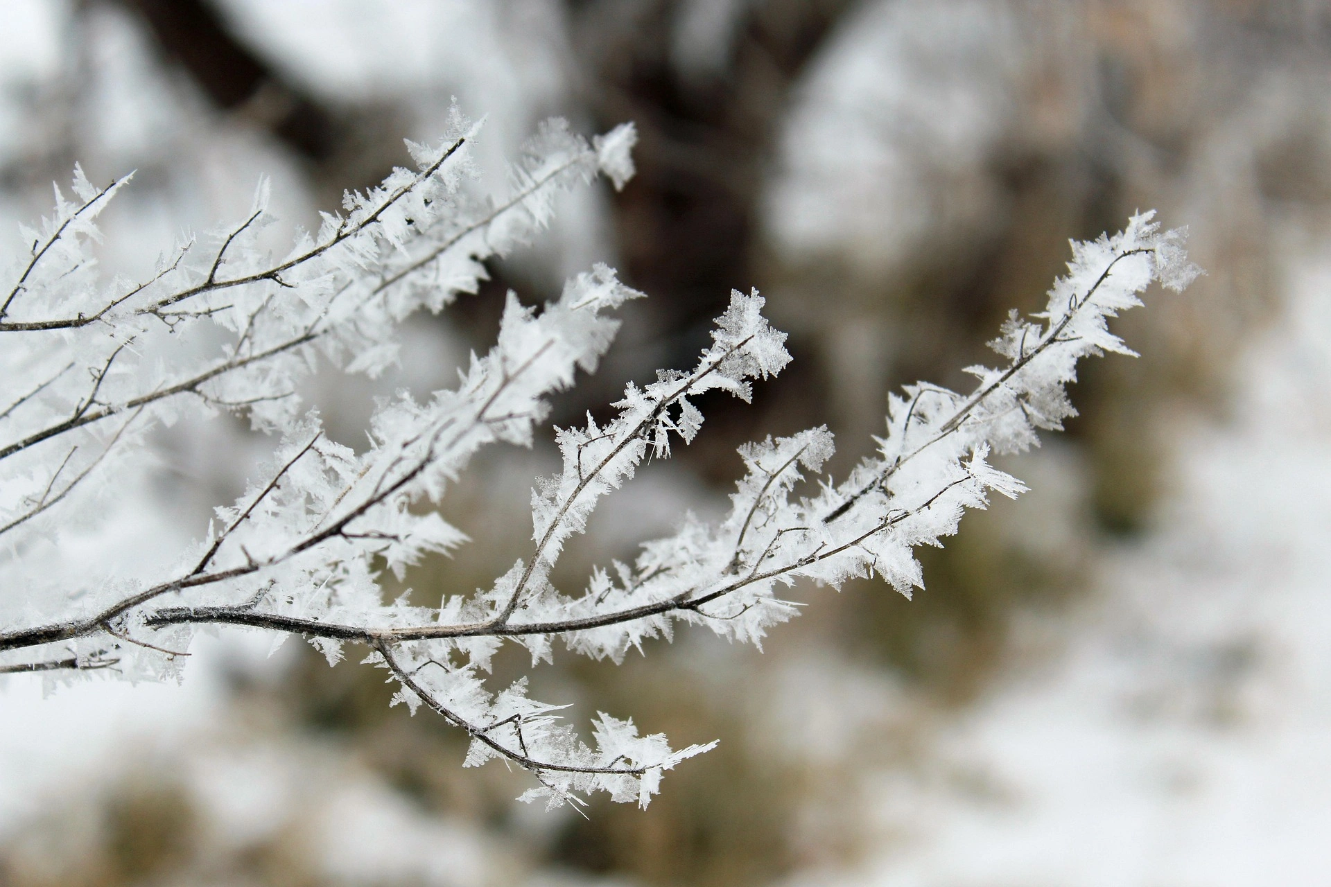 A fagyok és a szárazság együtt nagyon odaütött a gazdáknak:  a legtöbb érintett gazdaságban a termés fele már odaveszhetett 