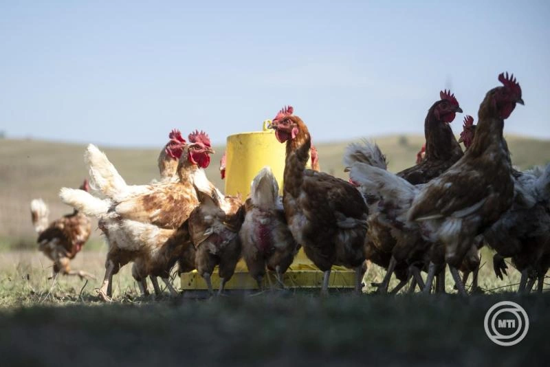 Agrárközgazdasági Intézet: a nyerstej és a vágósertés ára csökkent, a tojás drágult márciusban