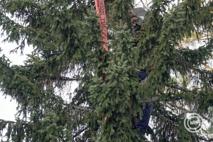 A klímaváltozás előrehaladását jelzi a lucfenyők gyorsuló pusztulása Magyarországon