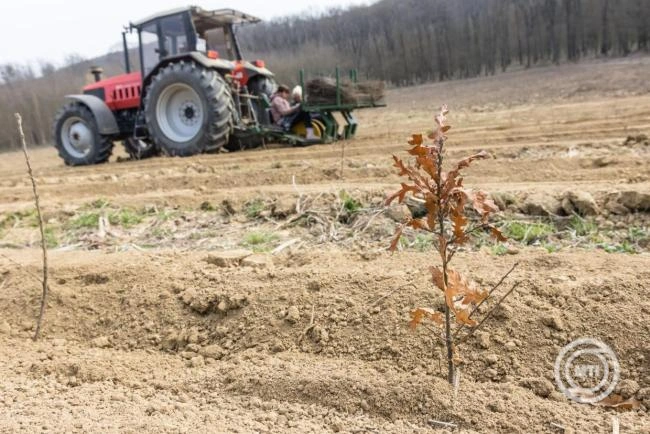 A Gemenc Zrt. 1,7 millió facsemetét ültetett