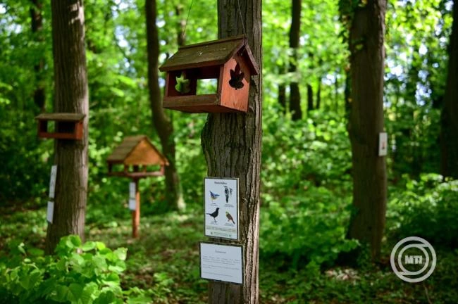 Tízéves magyar-olasz erdőhelyreállítási projekt zárul az idén