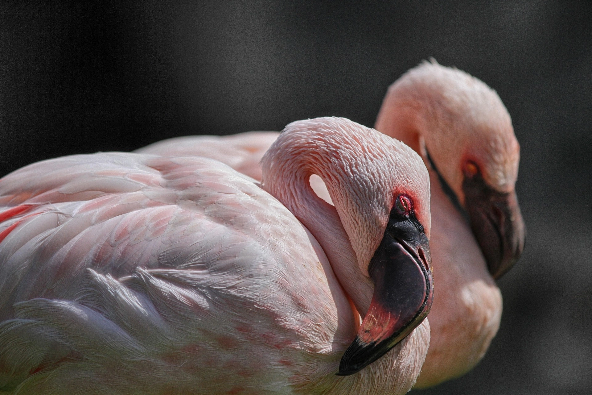 A flamingó-forradalom geo- és biztonságpolitikai olvasata