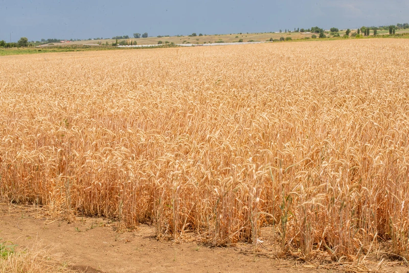 Enyhén nőtt a FAO élelmiszerár-indexe az időjárási, energiapiaci és geopolitikai aggodalmak közepette